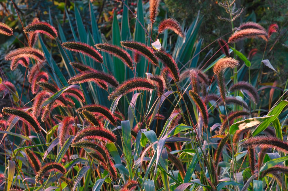 garden : Peter Janke D