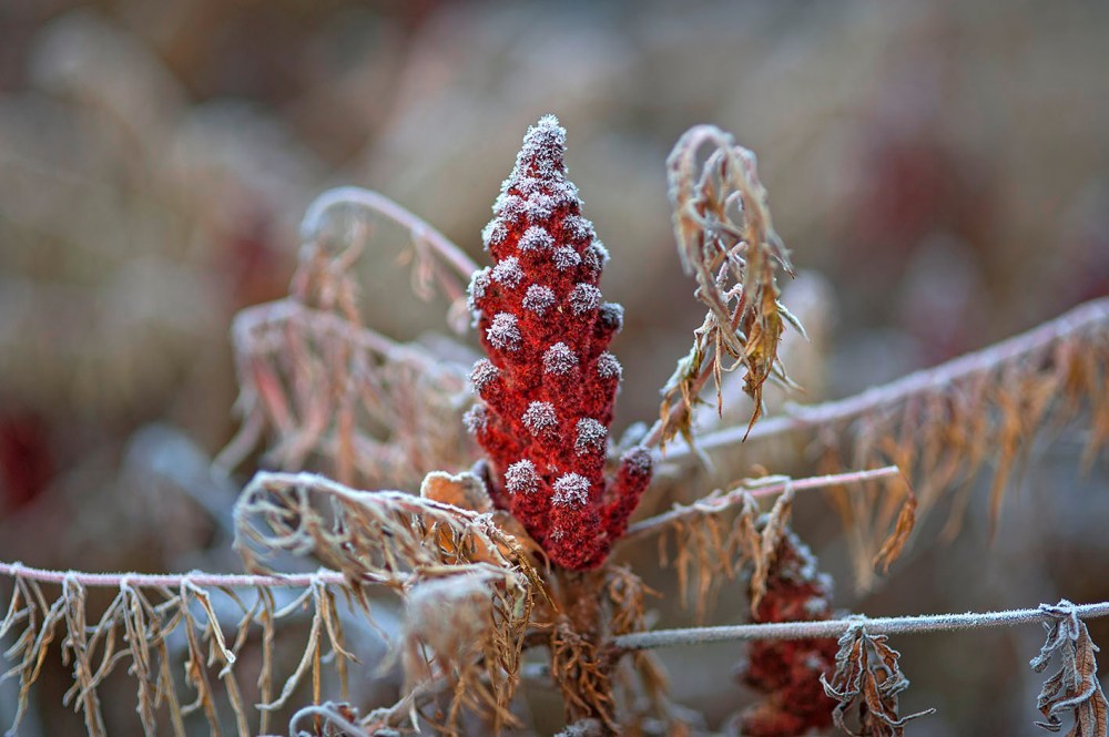 Garten : Peter Janke, Deutschland
