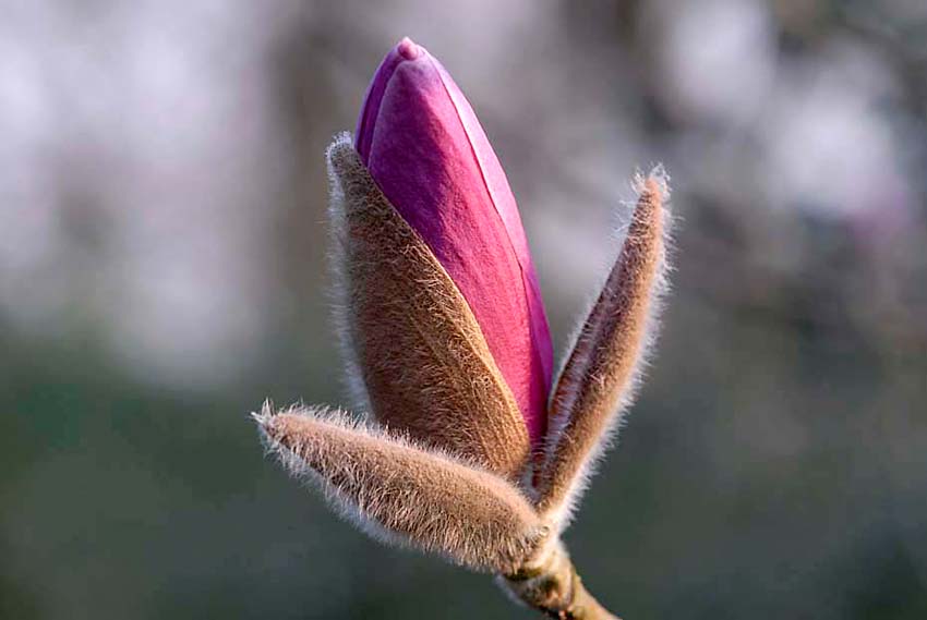 Garten : Japangarten Bayer Leverkusen D