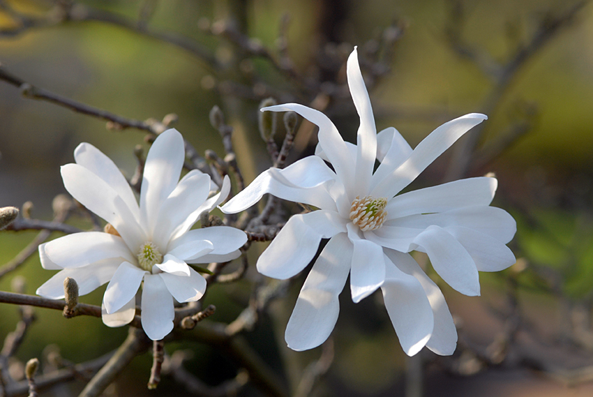 Close up der weissen Sternmagnolie (magnolia stellata).