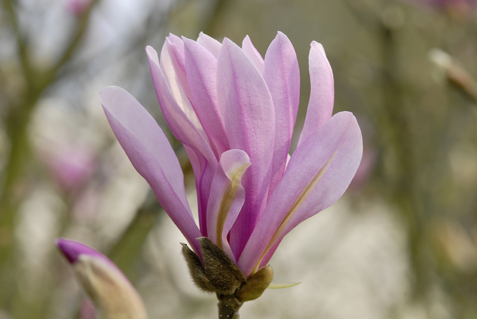 Close up der Blten der Purpurmagnolie (magnolia liliiflora 'Ricki').