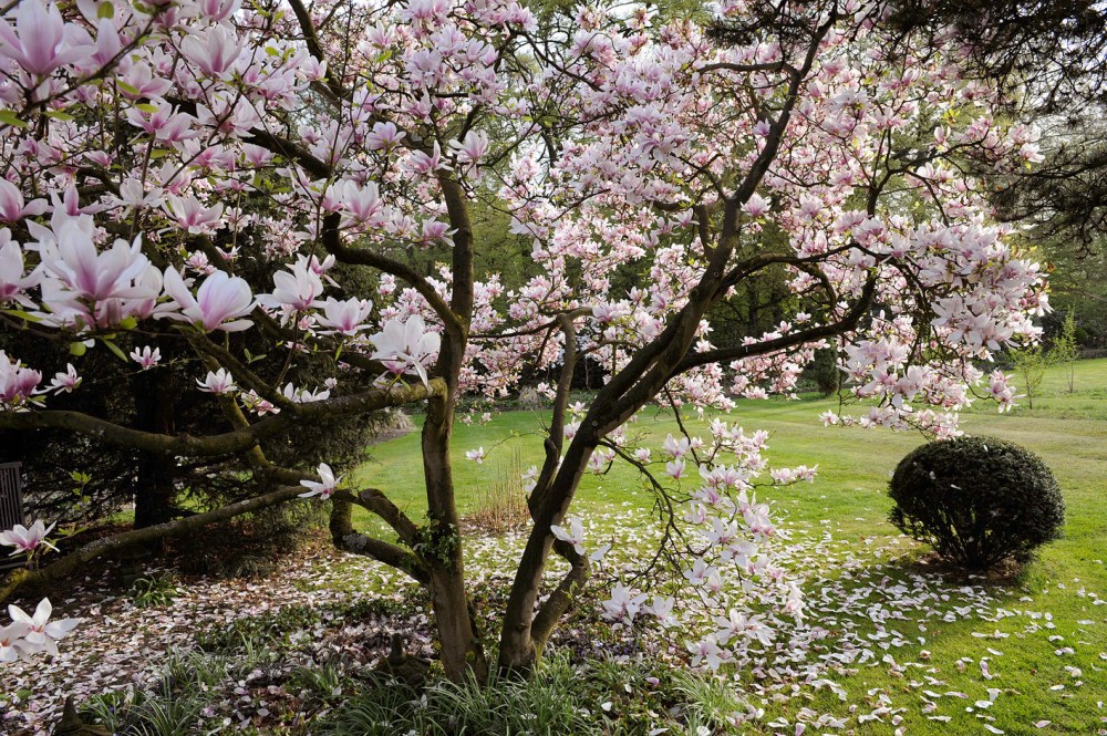 garden : Peter Janke D